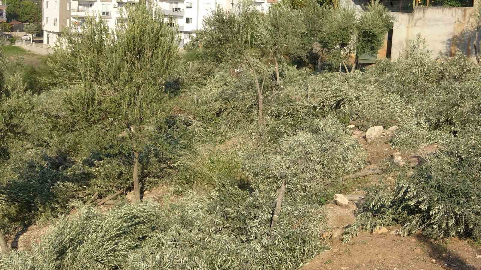 toroslar belediyesi zeytin agaclarini kesti vatandas tepki gosterdi 4
