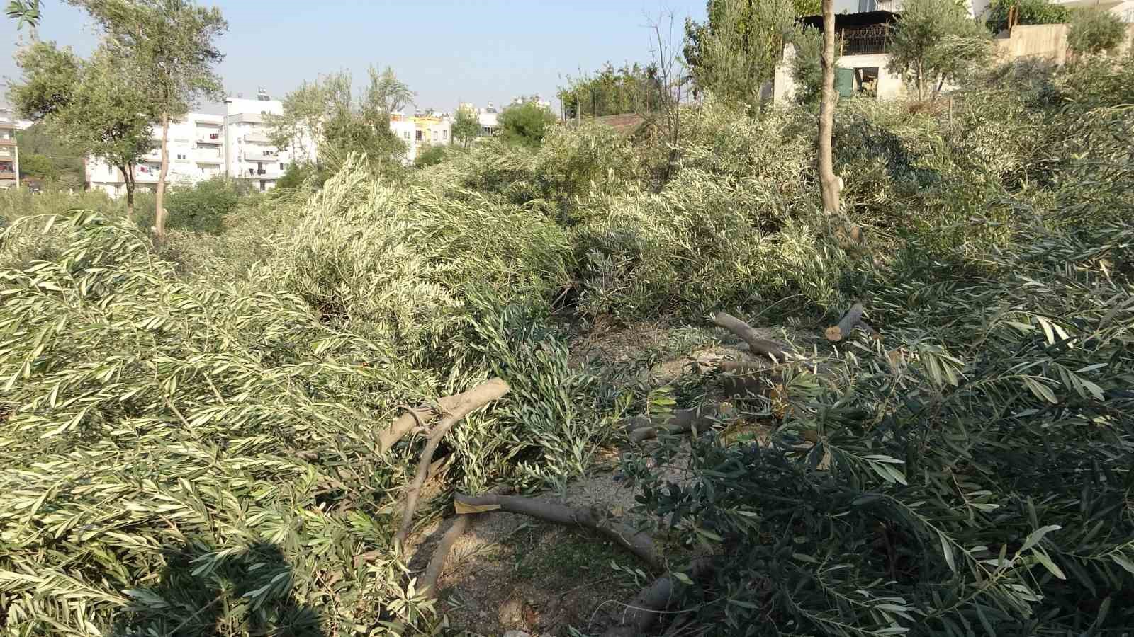 toroslar belediyesi zeytin agaclarini kesti vatandas tepki gosterdi 5 E9uvK9Sp