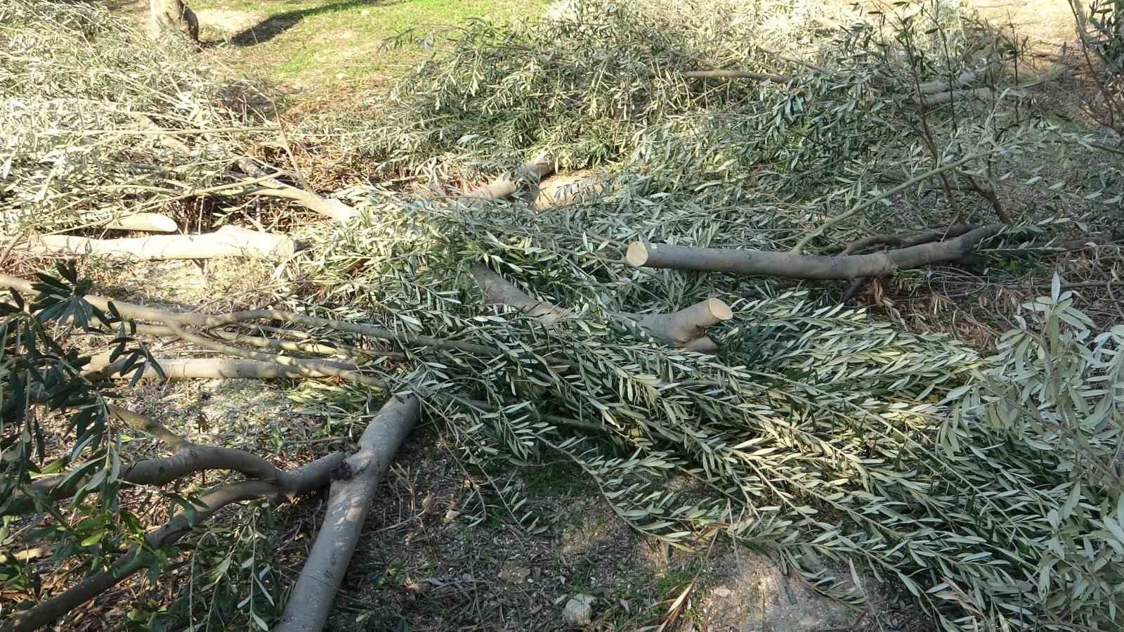 toroslar belediyesi zeytin agaclarini kesti vatandas tepki gosterdi 6 wtFC1H7T