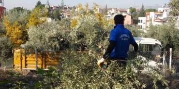 toroslar-belediyesi-zeytin-agaclarini-kesti-vatandas-tepki-gosterdi-uk6BhzNt.jpg
