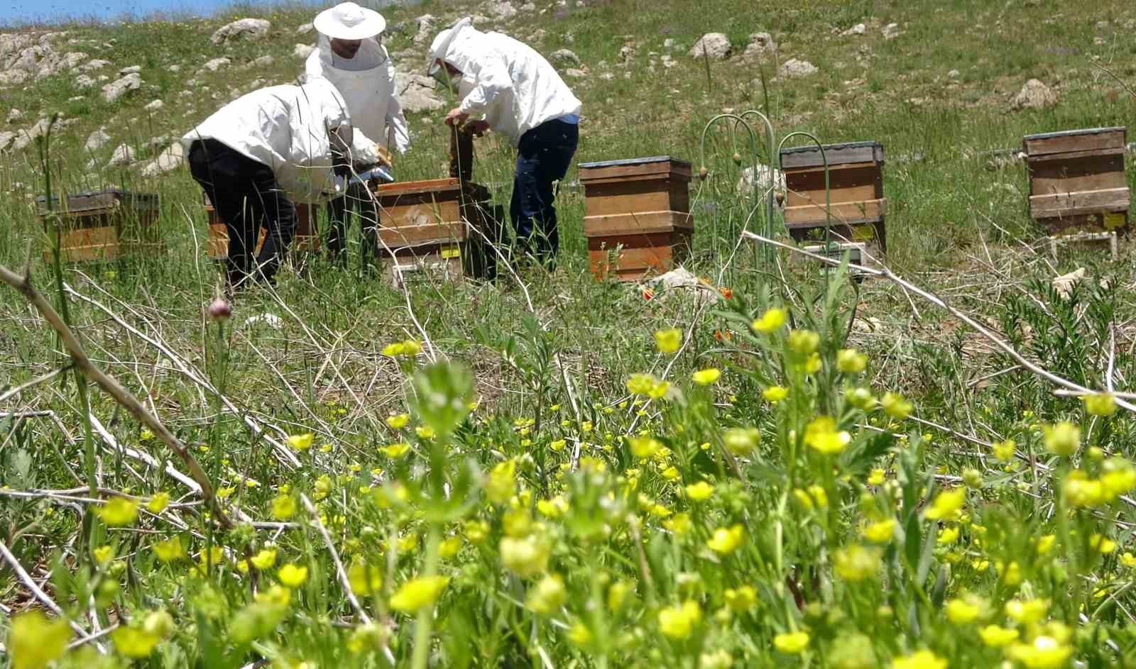 toroslarda bahar 2 bin 400 rakima tasinan arilar mesaiye basladi 4 rjptKuAK
