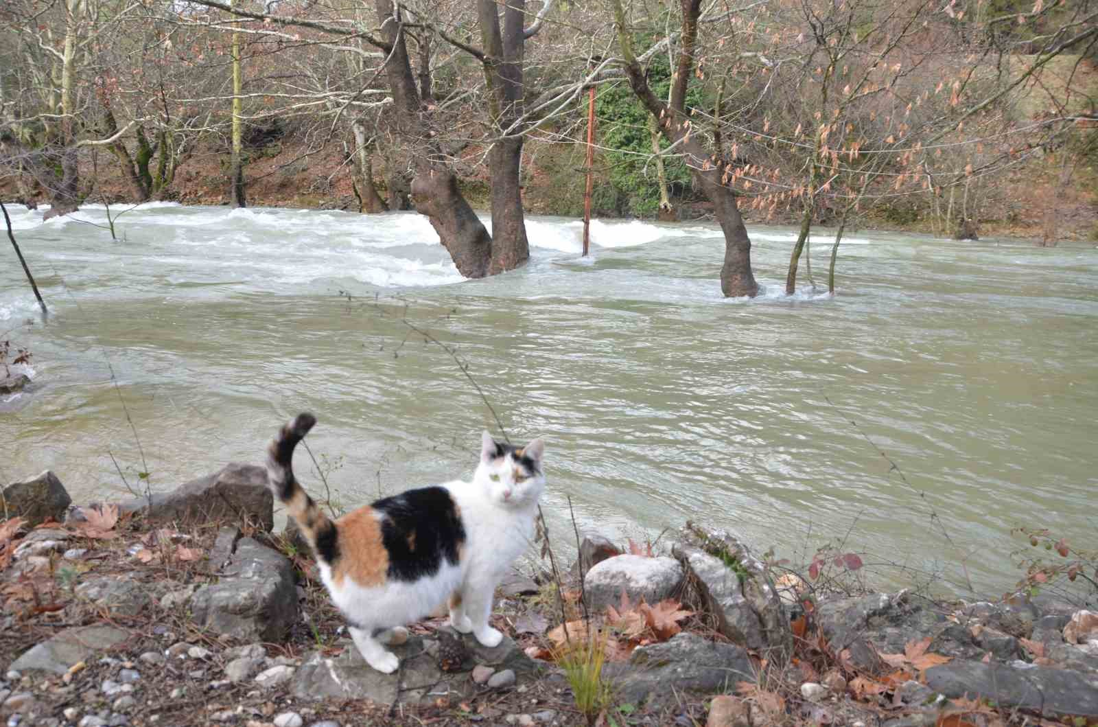 toroslarda yagis bereketi kuruyan uzumdere irmagini yeniden canlandirdi selaleler costu 0 RSekEUXN