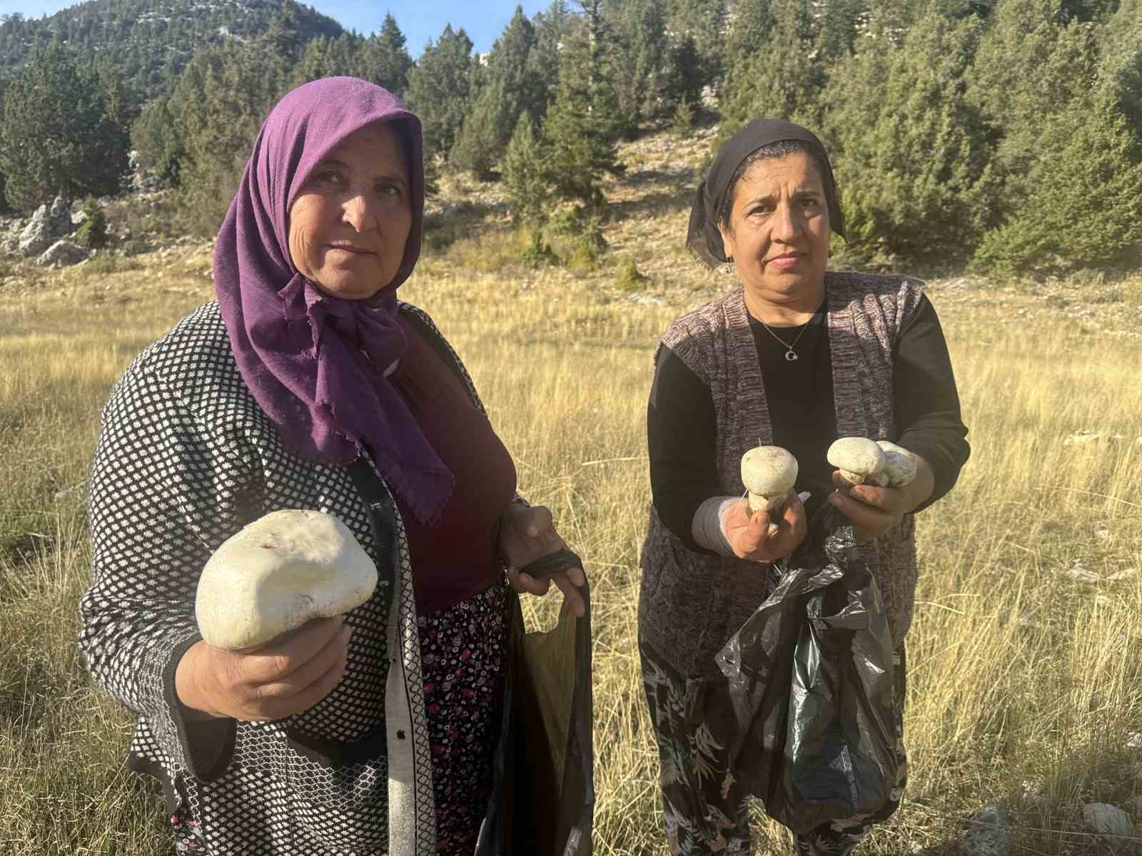 toroslarda yagmurla birlikte mantar sezonu acildi 0 Ol3Rn388
