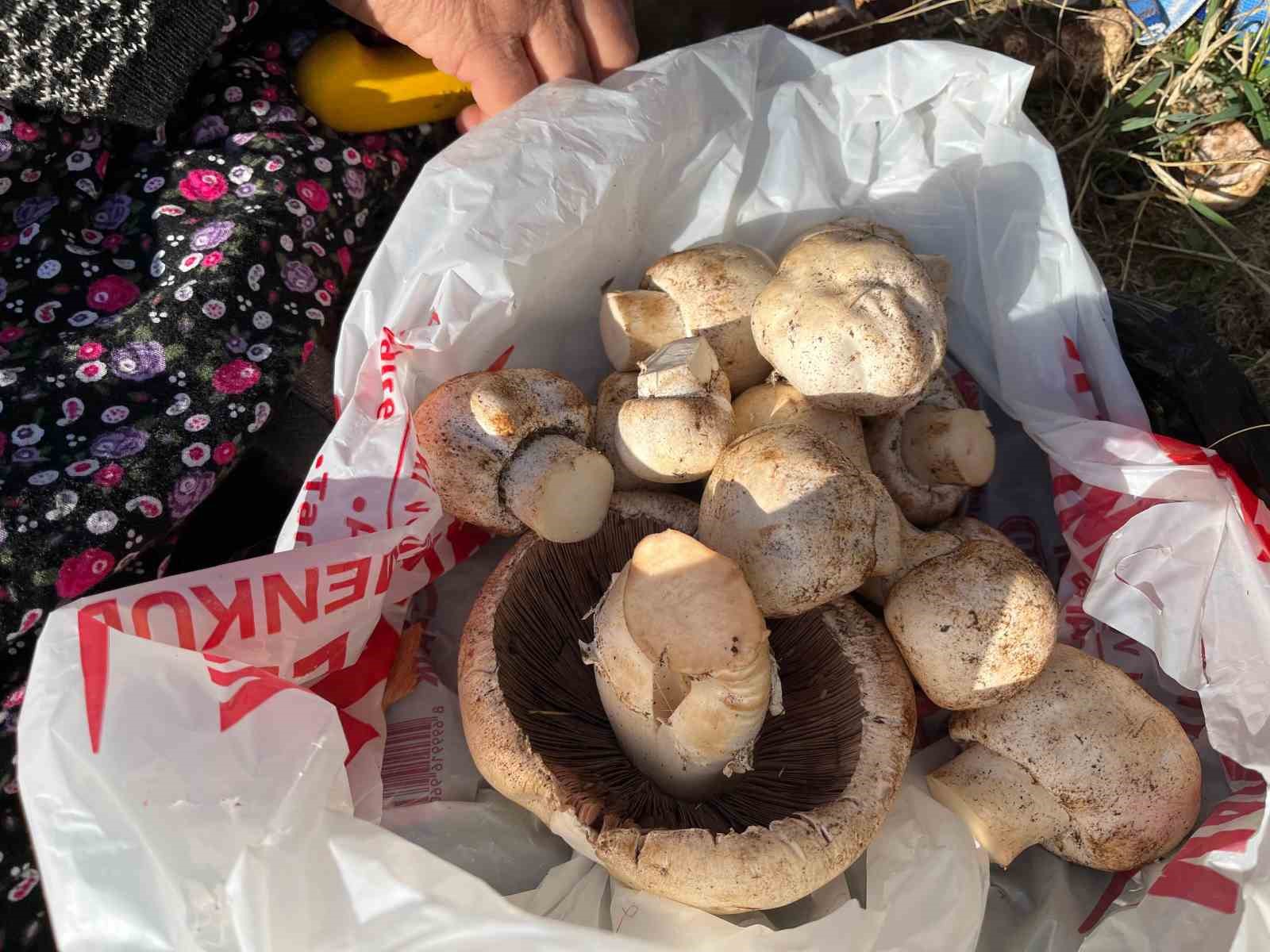 toroslarda yagmurla birlikte mantar sezonu acildi 1 zLAakJNI