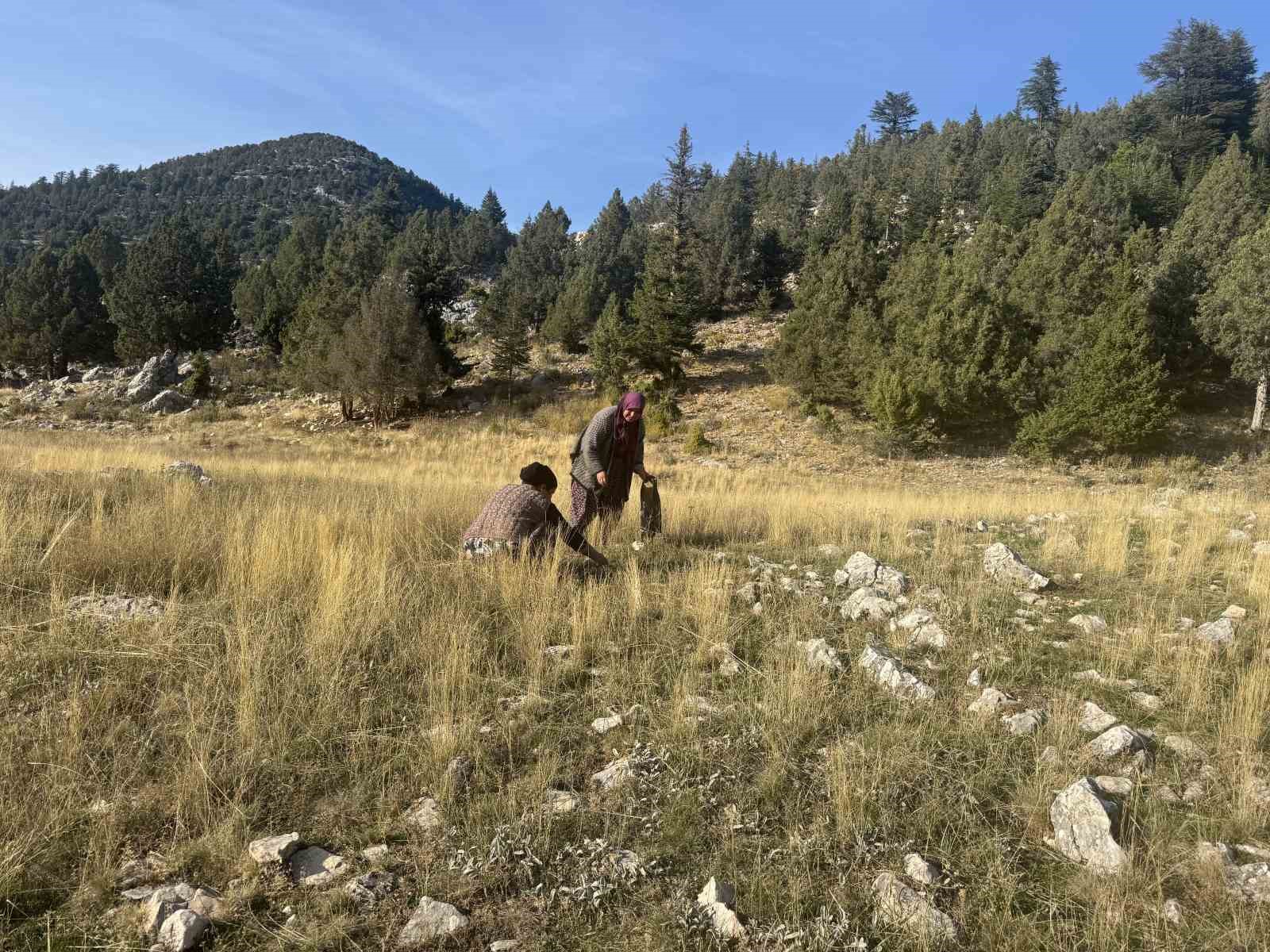 toroslarda yagmurla birlikte mantar sezonu acildi 2 Zu1JqXv7
