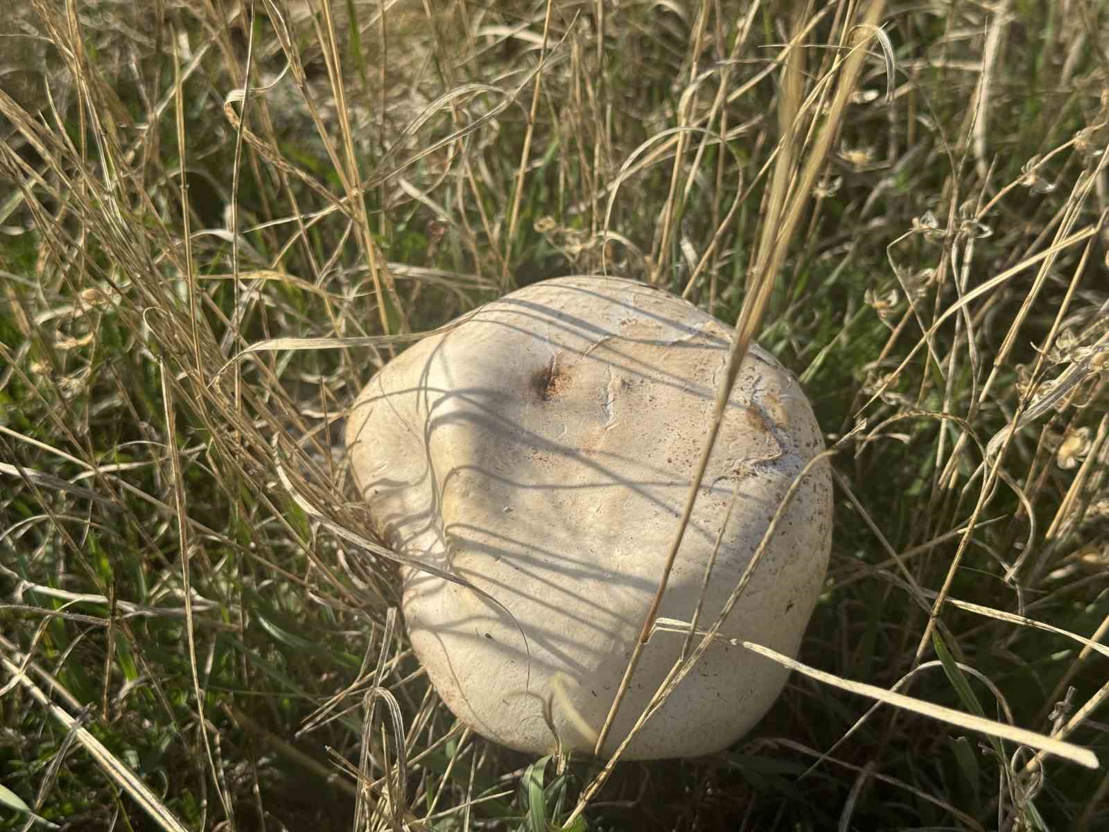 toroslarda yagmurla birlikte mantar sezonu acildi 3 8R4A6SkO