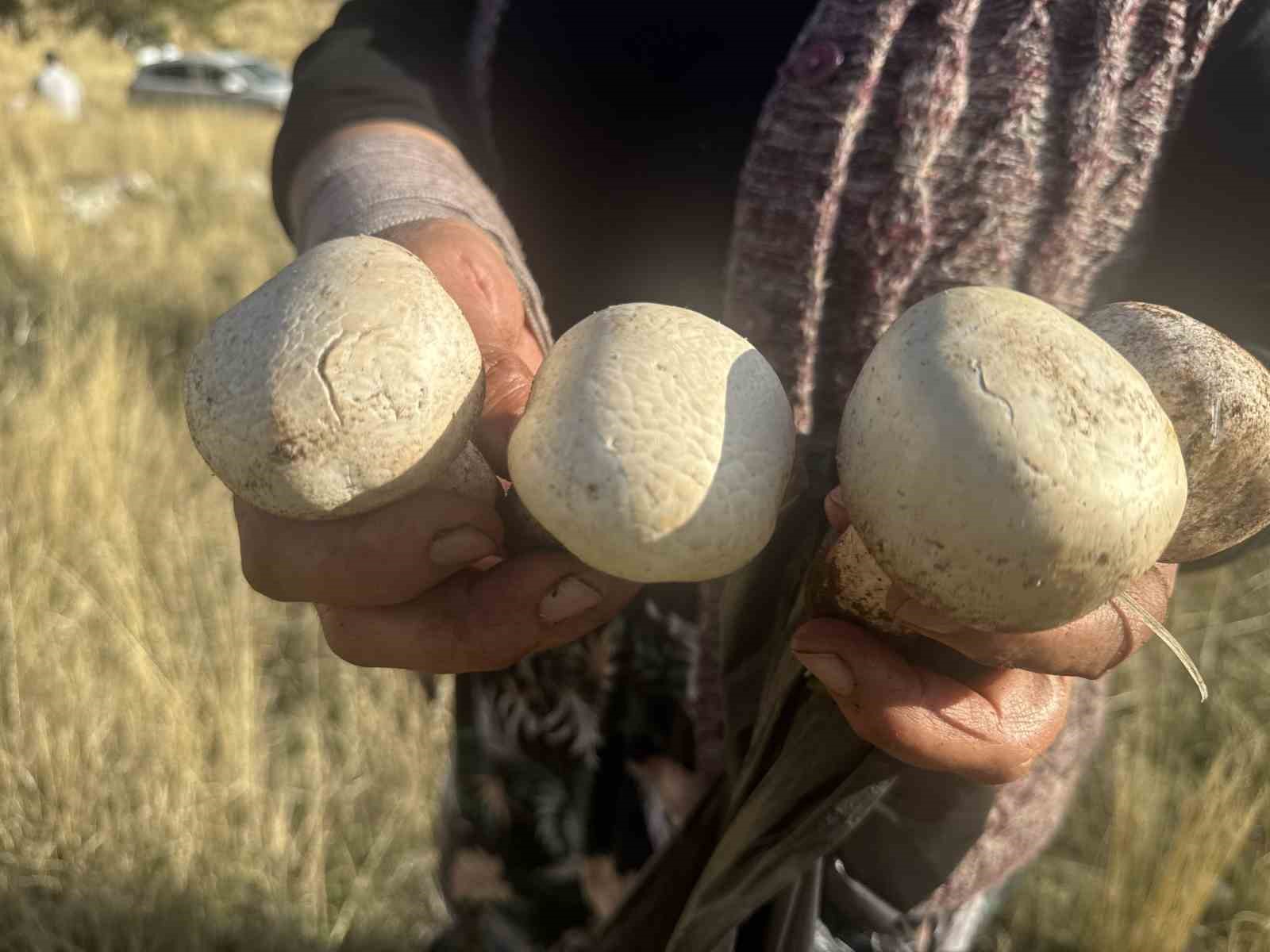 toroslarda yagmurla birlikte mantar sezonu acildi 6 AY2WMAFI