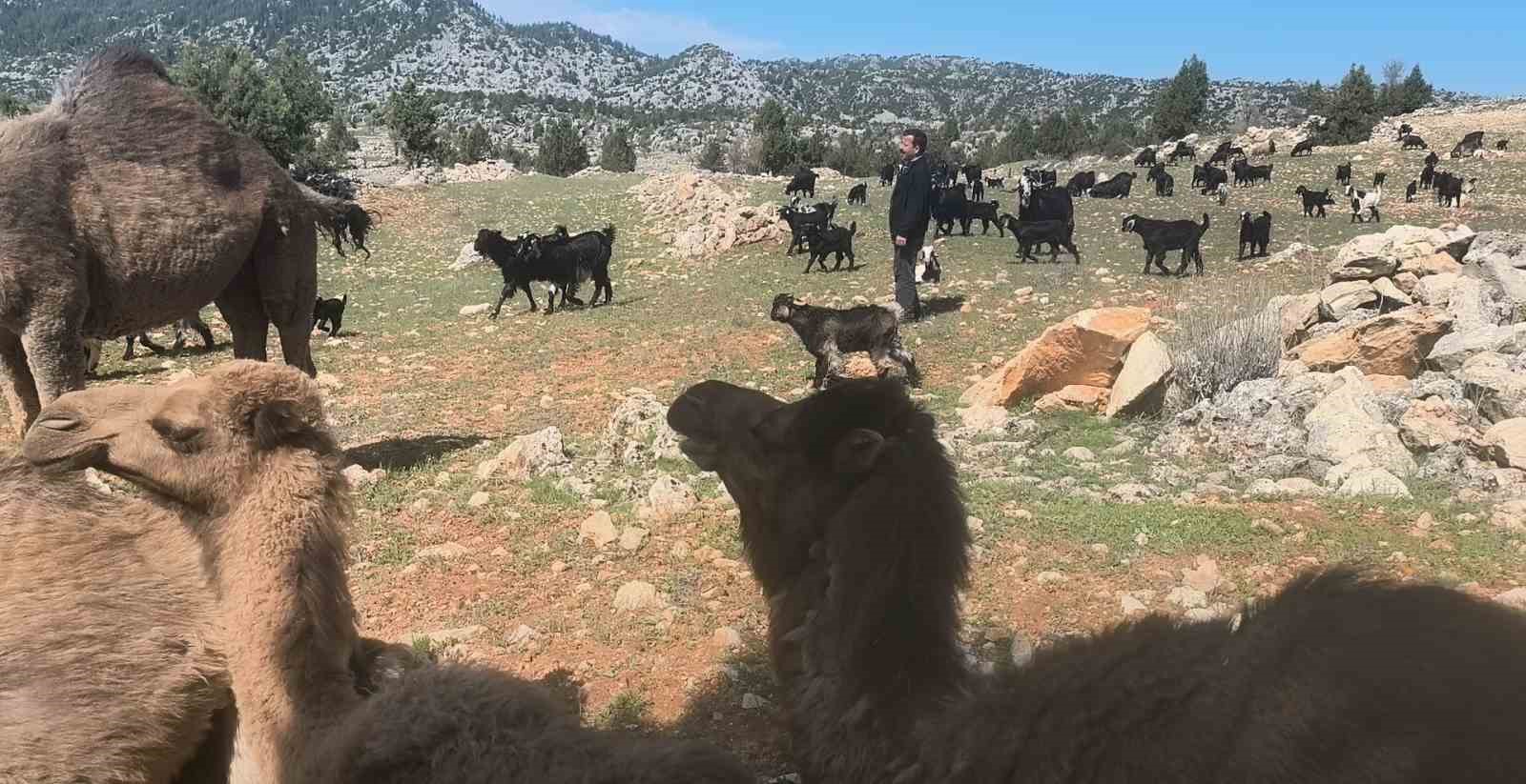 toroslarda yoruk gocu basladi sarikecililer yayla yolunda 7 bmArEiIB