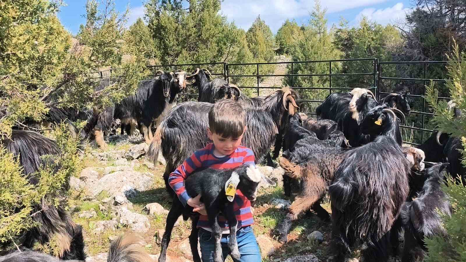 toroslarda yoruk gocu basladi sarikecililer yayla yolunda 9 z7EBMSfJ