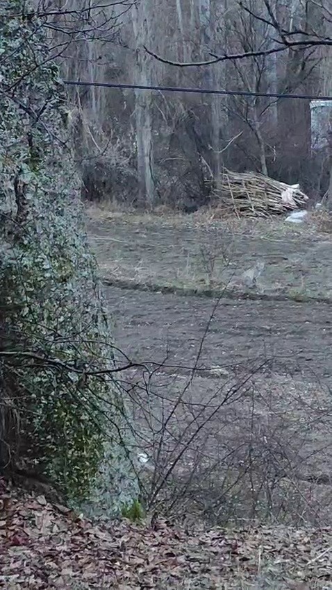 Tortum’da nesli tükenme tehlikesinde olan vaşak görüntülendi 5 tortumda nesli tukenme tehlikesinde olan vasak goruntulendi 1 twPZMgZf