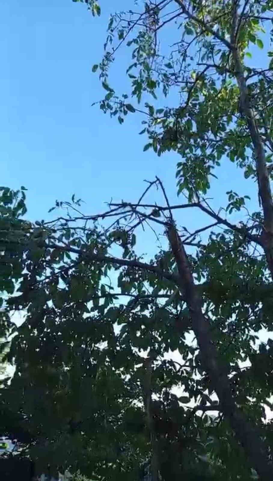 trabzonda agaca carpip infilak eden iha inceleniyor 0 BJGLUvG7