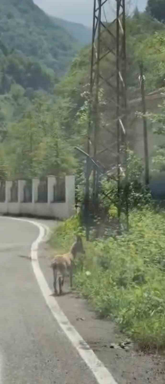 trabzonda ilk kez goruntulendi cengel boynuzlu dag kecisi yavrusu karayoluna indi 0