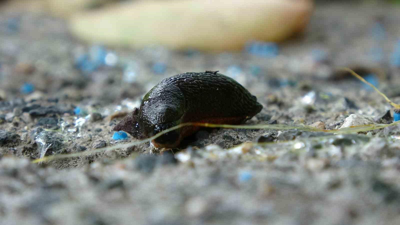 trabzonda ispanyol salyangozu tarimi tehdit ediyor 0 daakLKdt