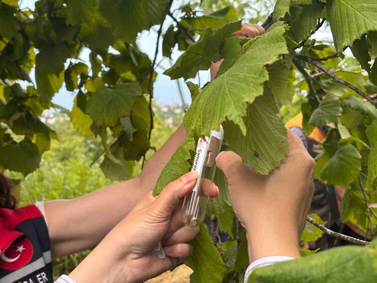 trabzonda kahverengi kokarcaya karsi dogal ordu goreve basladi 1 arUMljK7