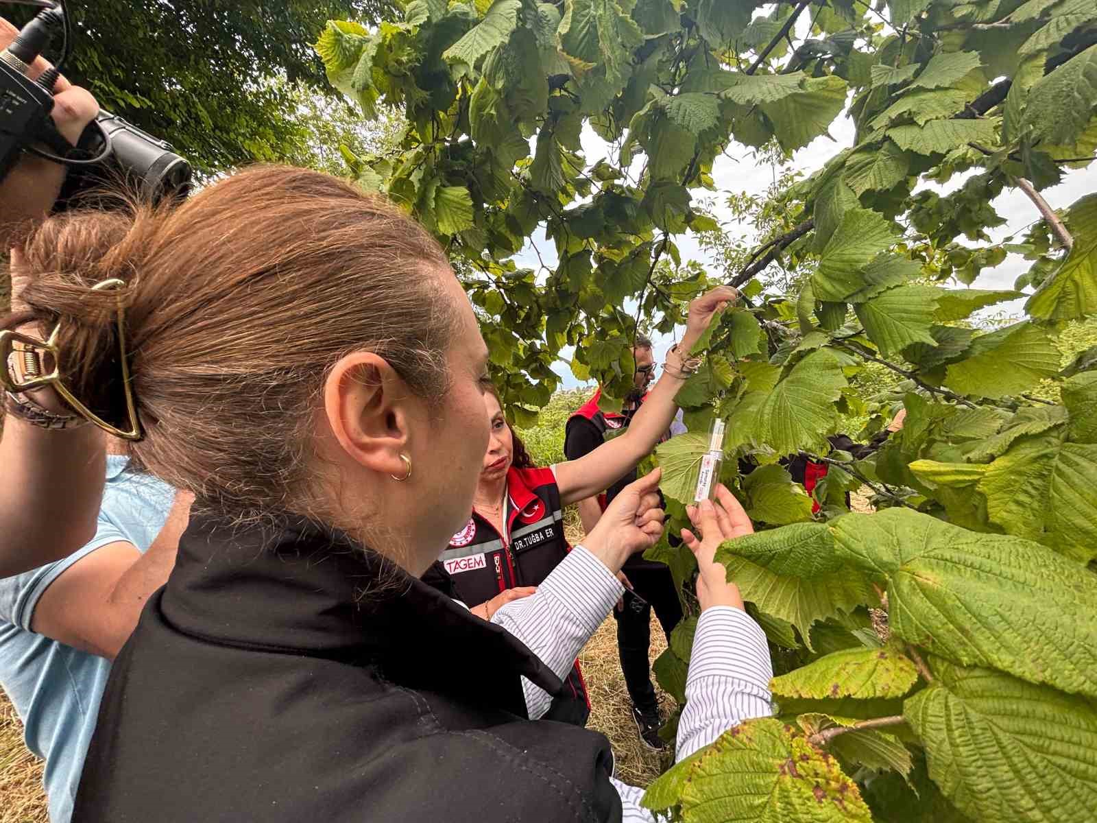 trabzonda kahverengi kokarcaya karsi dogal ordu goreve basladi 2 CqrhRIVs