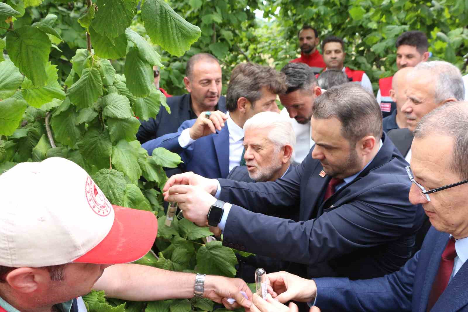 trabzonda kahverengi kokarcaya karsi dogal ordu goreve basladi 6 ziQJMHHJ