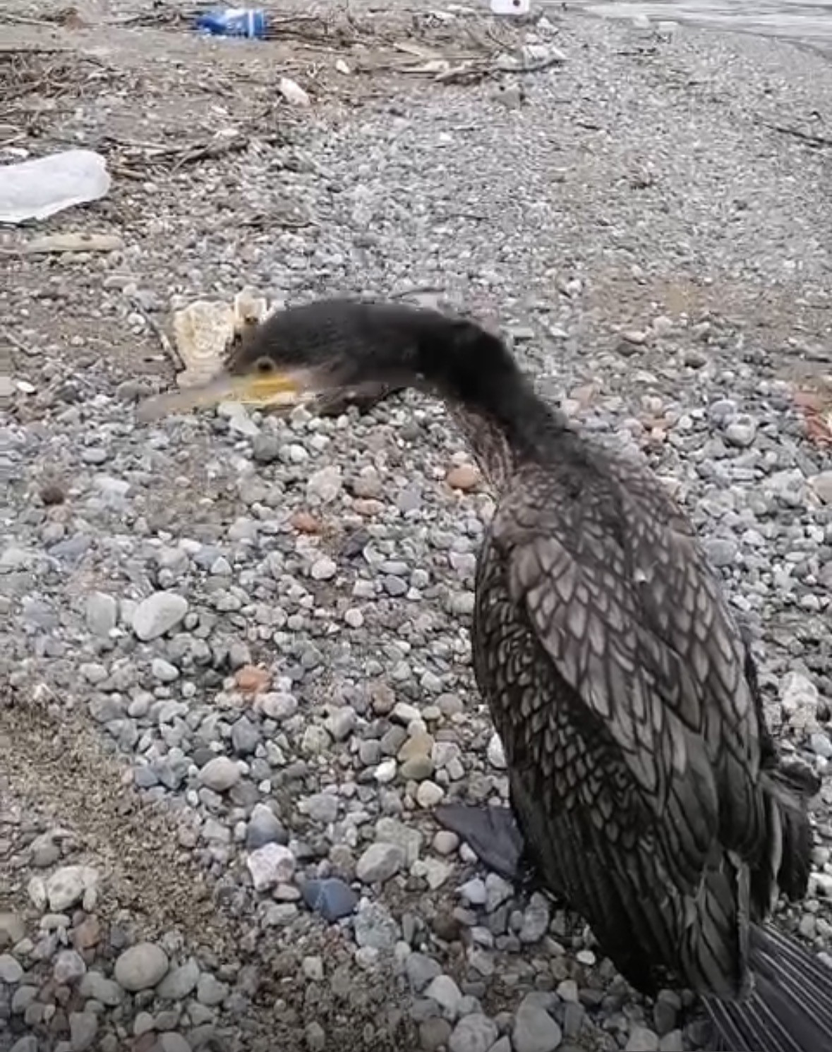 Trabzon’da karabatak kurtarma operasyonu gülümsetti 6 trabzonda karabatak kurtarma operasyonu gulumsetti 2 gI9HhK2f