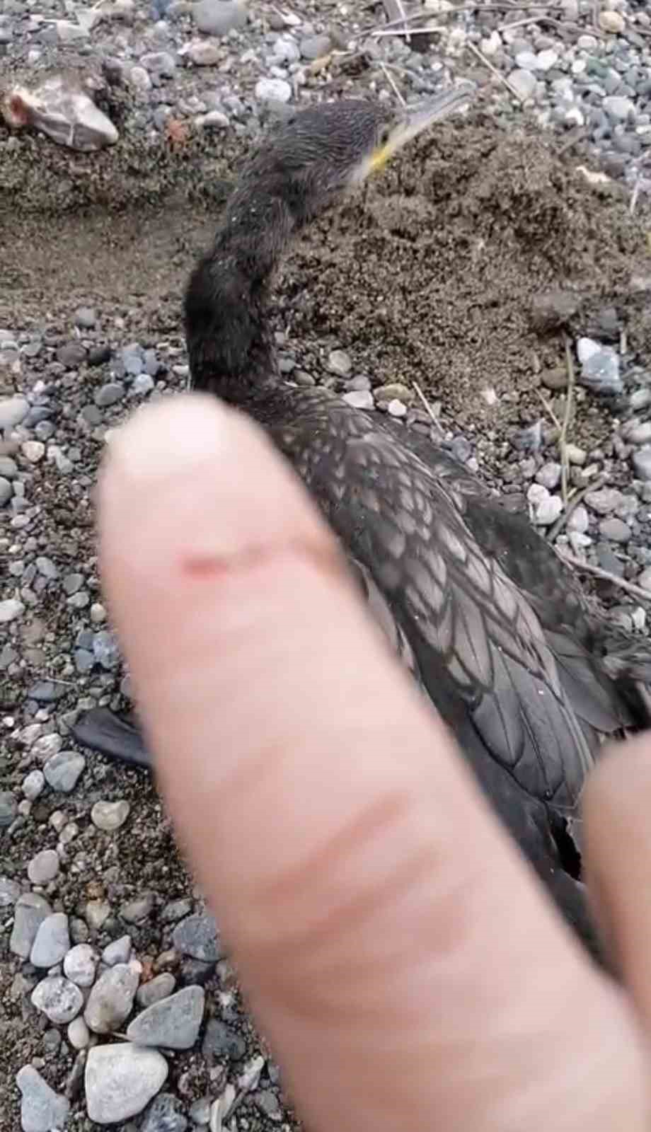 Trabzon’da karabatak kurtarma operasyonu gülümsetti 7 trabzonda karabatak kurtarma operasyonu gulumsetti 3 YDyI5Wms