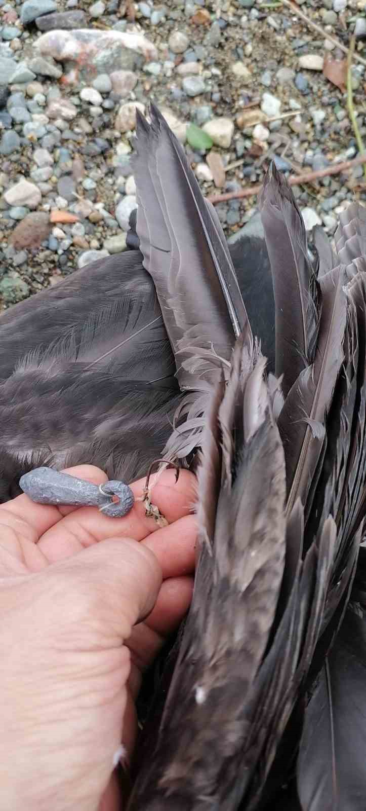 Trabzon’da karabatak kurtarma operasyonu gülümsetti 8 trabzonda karabatak kurtarma operasyonu gulumsetti 4 JTfCKEnE