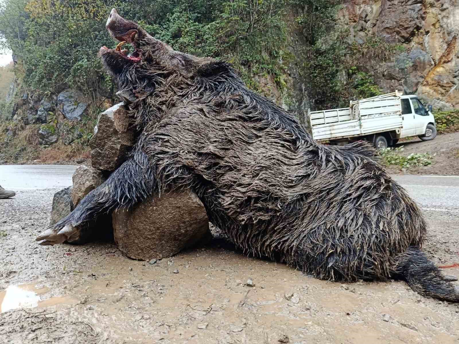 trabzonda surek avinda 300 kglik domuz fiseklerin hedefi oldu 1 NAQY8BOH