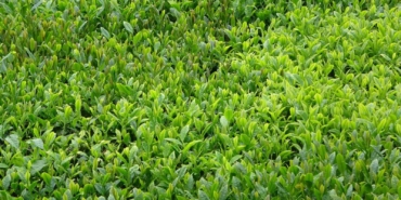 trabzonda-yas-cay-sezonu-dualarla-acildi-Kb1SmKl1.jpg
