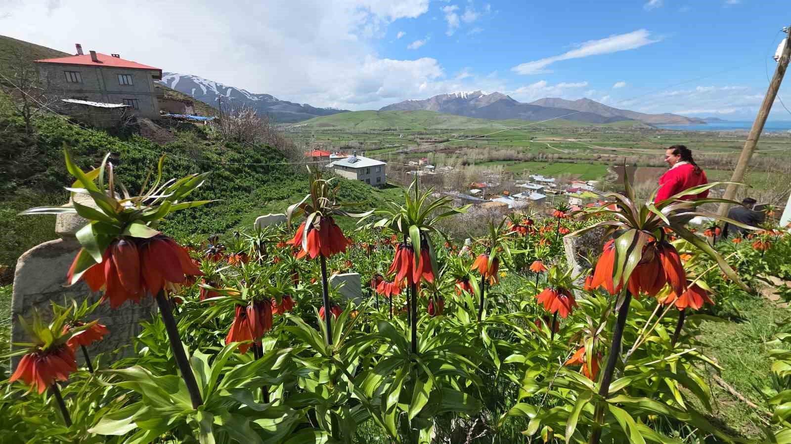 trabzondan gelen ziyaretciler ters lalelere hayran kaldi 3 h4wSqE6f
