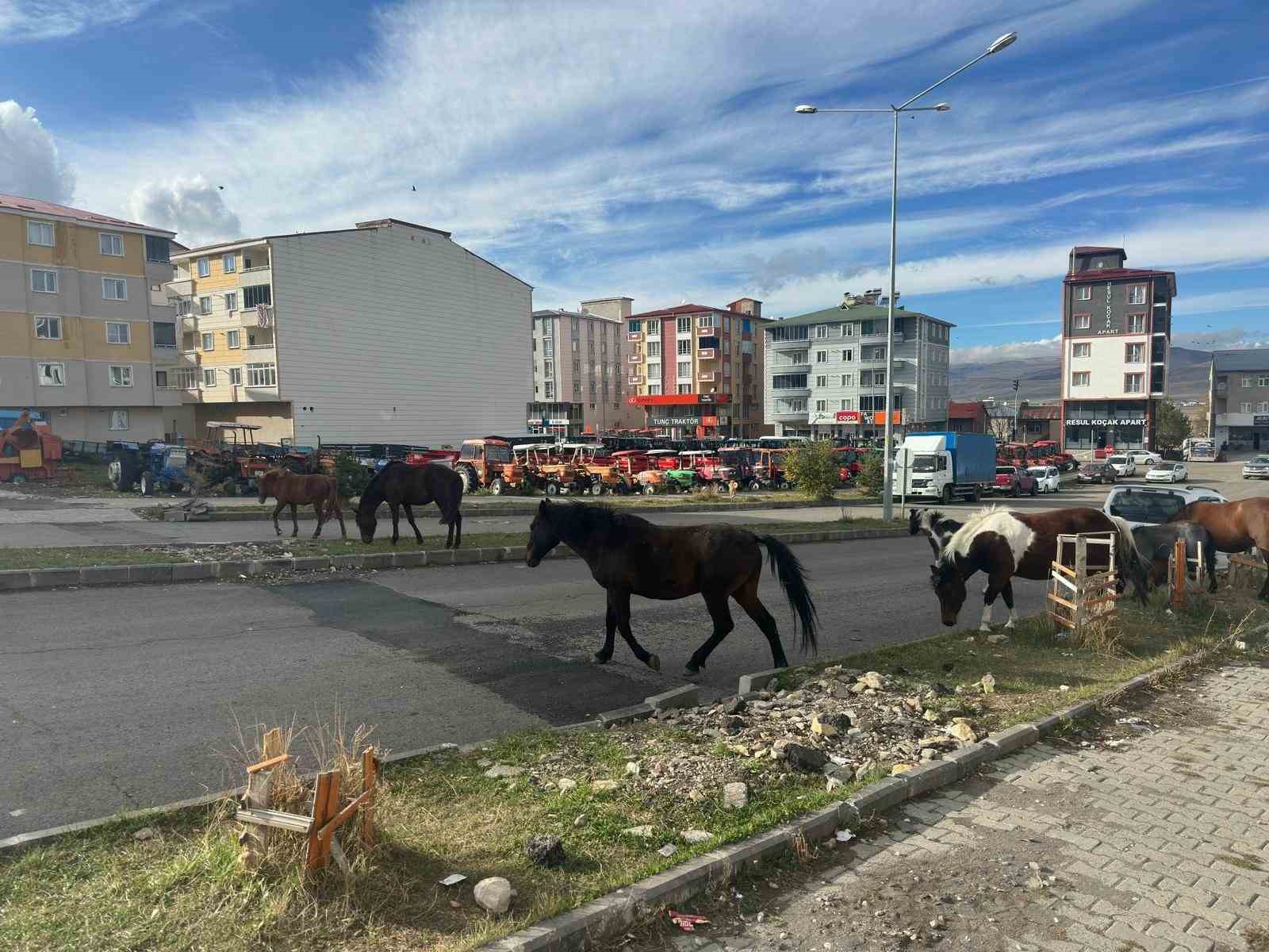 trafikte basibos atlar tehlike sacmaya devam ediyor 0 aGhuWbt1