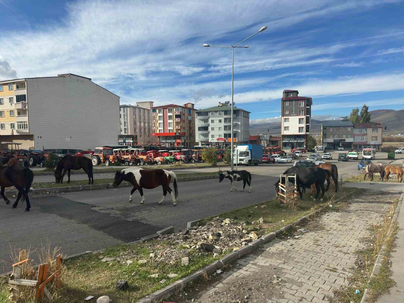 trafikte basibos atlar tehlike sacmaya devam ediyor 1 VXutdBvh