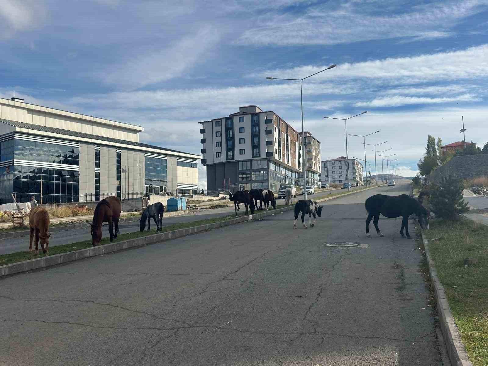 trafikte basibos atlar tehlike sacmaya devam ediyor 2 AatRTBuI