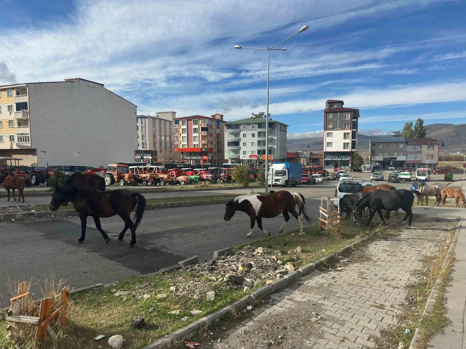 trafikte basibos atlar tehlike sacmaya devam ediyor 3 7FG5H3wk