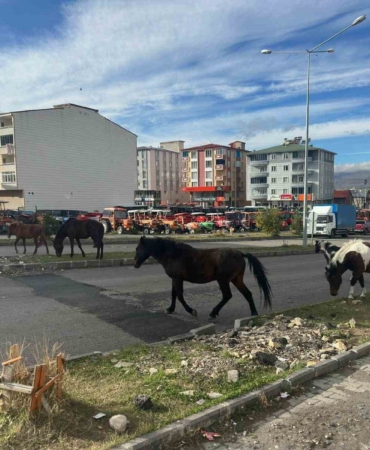 trafikte-basibos-atlar-tehlike-sacmaya-devam-ediyor-E5EyMDvT.jpg