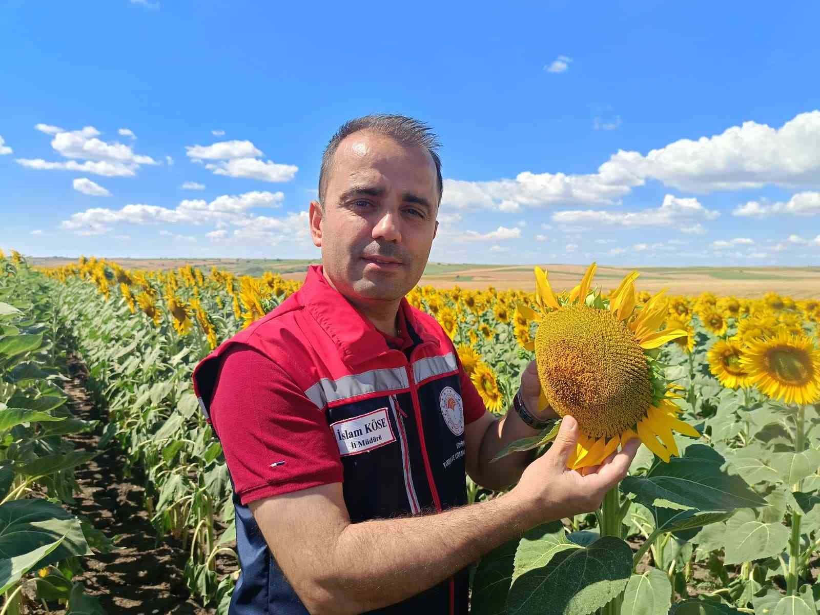 Trakya’nın sarı gelininden 250 bin tonluk umut 6 trakyanin sari gelininden 250 bin tonluk umut 2 D4FXwLuI