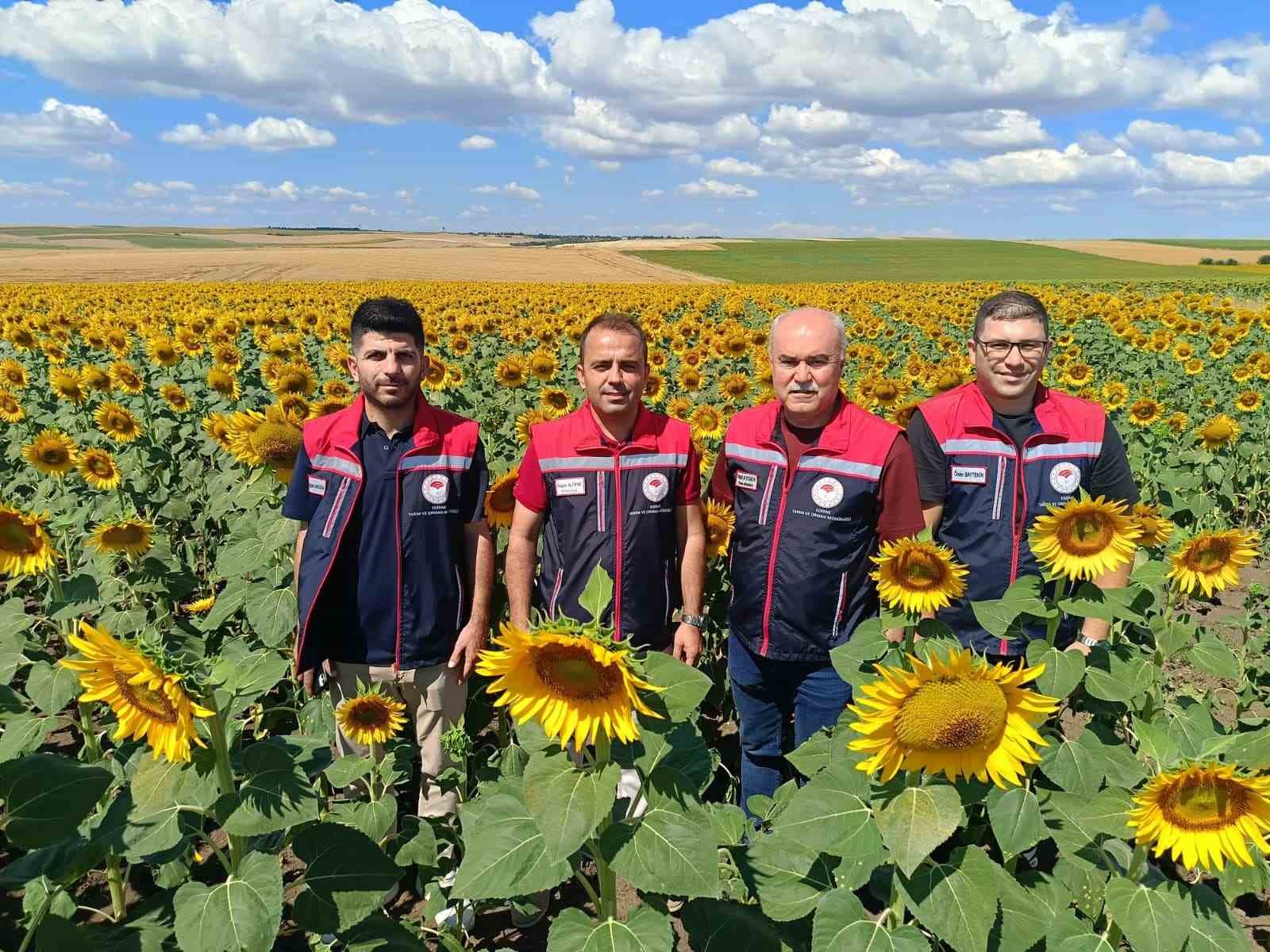 Trakya’nın sarı gelininden 250 bin tonluk umut 7 trakyanin sari gelininden 250 bin tonluk umut 3