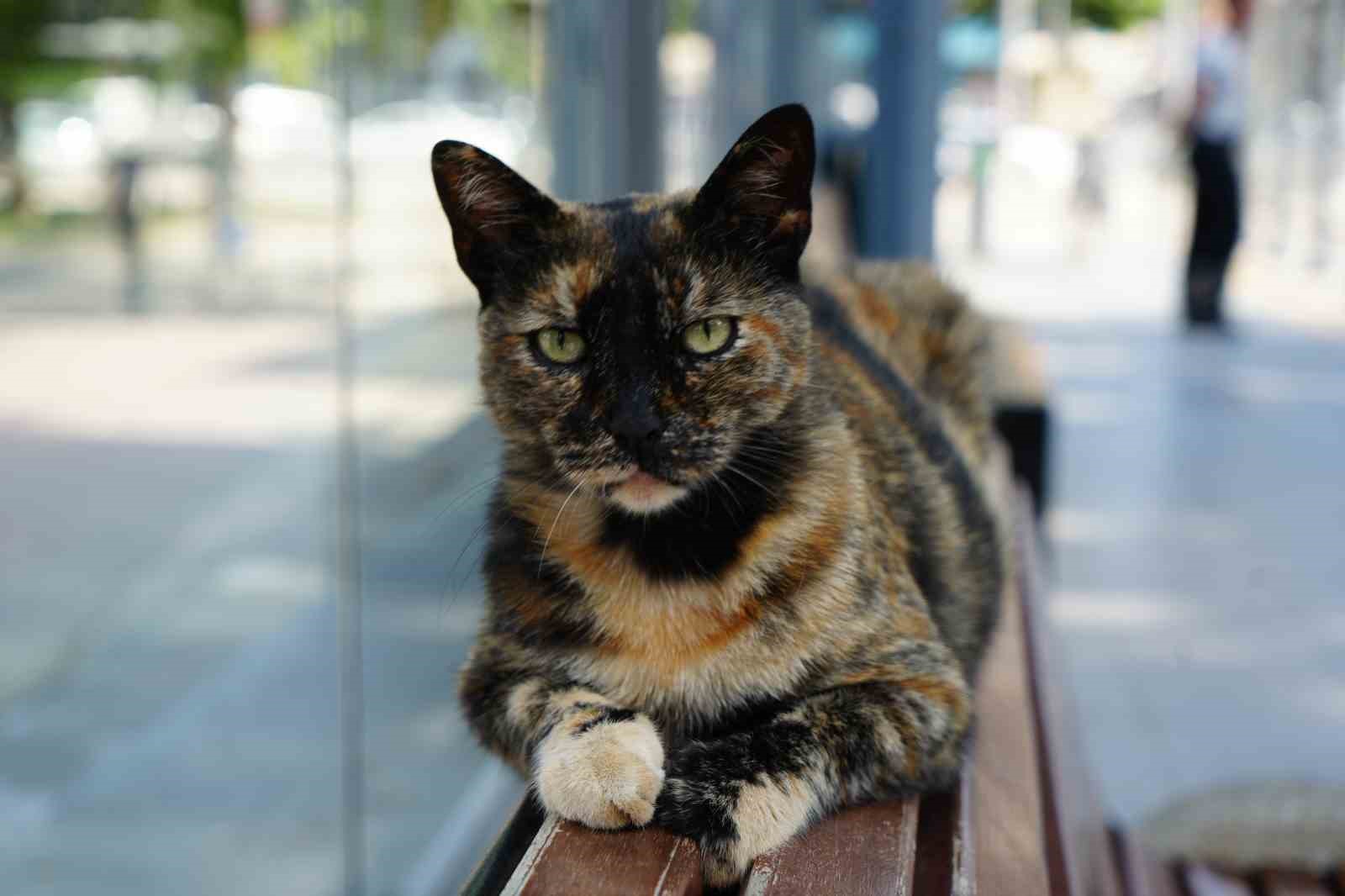 tramvay duragini mesken tutan kedi herkesin nese kaynagi oldu 0 W2XslkN7