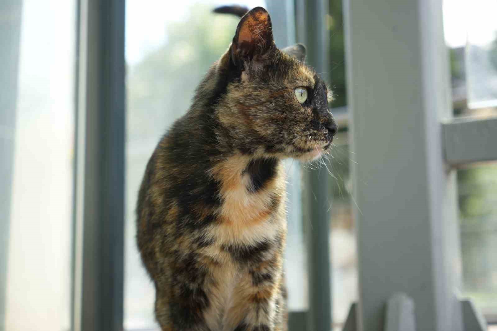 tramvay duragini mesken tutan kedi herkesin nese kaynagi oldu 1 7OuVL8gR