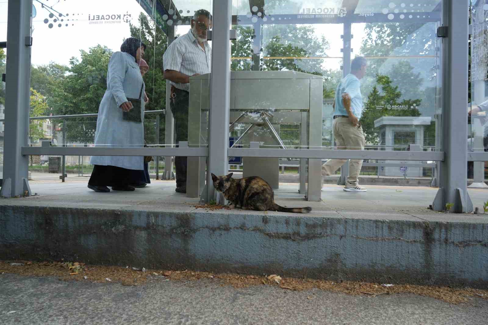 tramvay duragini mesken tutan kedi herkesin nese kaynagi oldu 2 uvRIMXiK