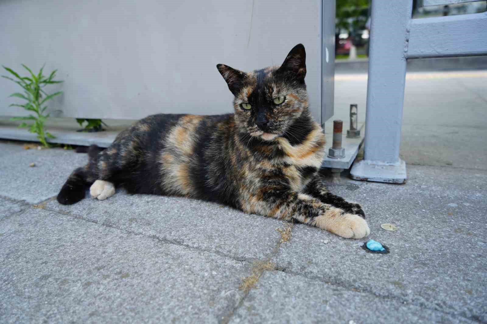 tramvay duragini mesken tutan kedi herkesin nese kaynagi oldu 3 FTmpE22v