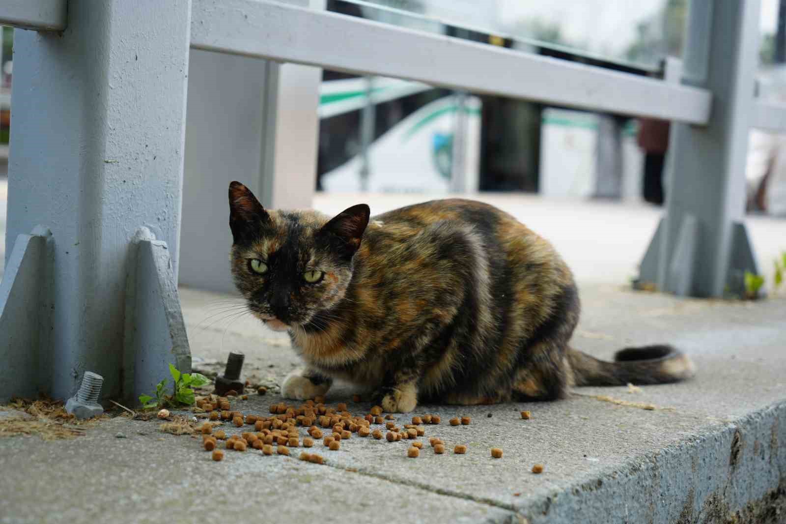 tramvay duragini mesken tutan kedi herkesin nese kaynagi oldu 4 p6dQcNgL