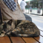 tramvay-duragini-mesken-tutan-kedi-herkesin-nese-kaynagi-oldu-yysDtfbj.jpg