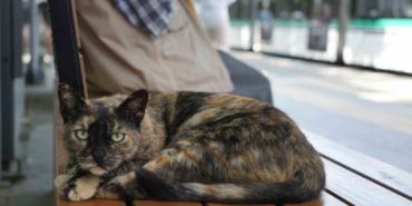 tramvay-duragini-mesken-tutan-kedi-herkesin-nese-kaynagi-oldu-yysDtfbj.jpg