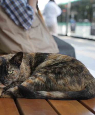 tramvay-duragini-mesken-tutan-kedi-herkesin-nese-kaynagi-oldu-yysDtfbj.jpg