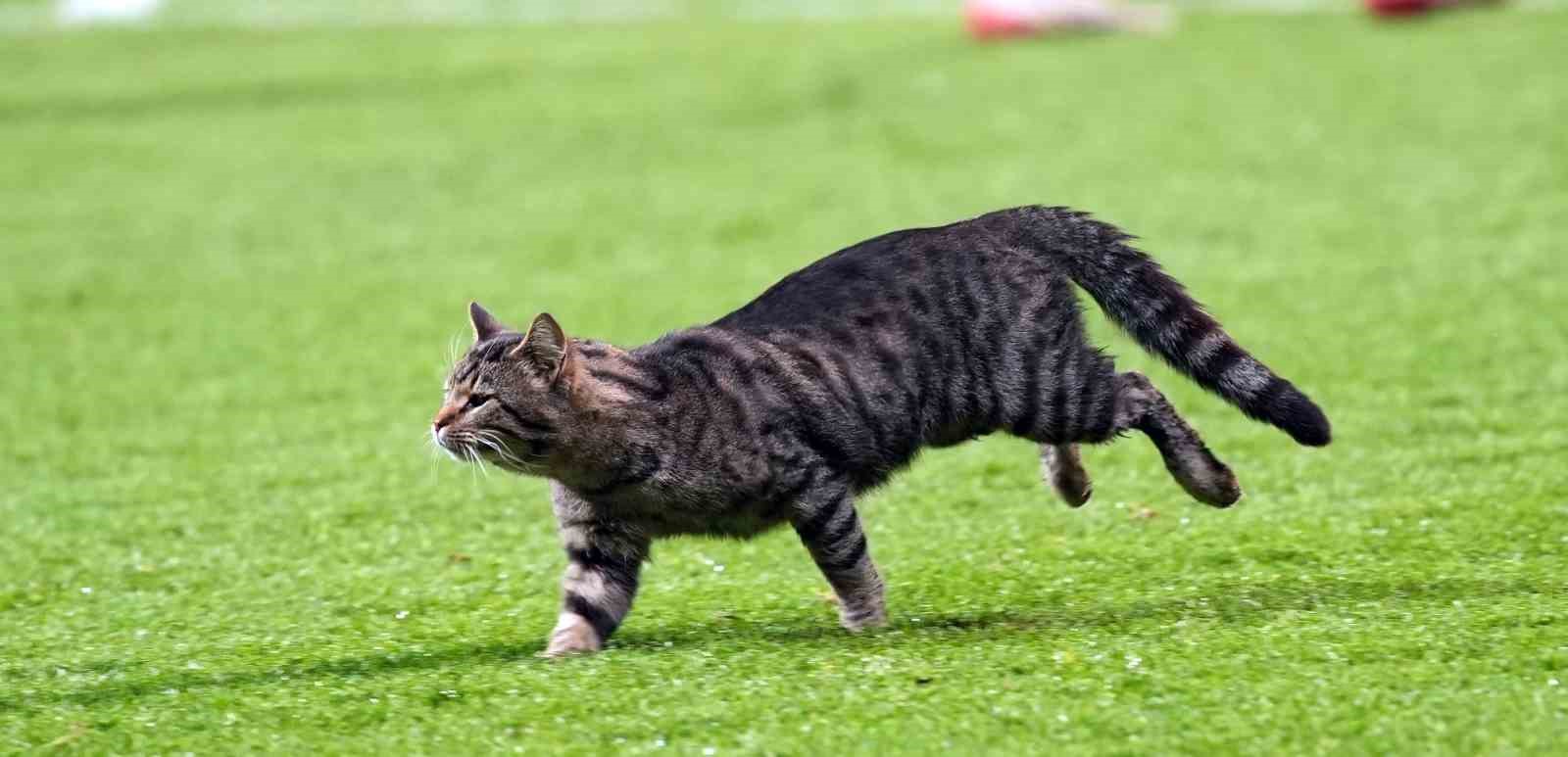 trendyol super lig eyupspor 2 kasimpasa 0 mac sonucu 12 AX2BOVKZ