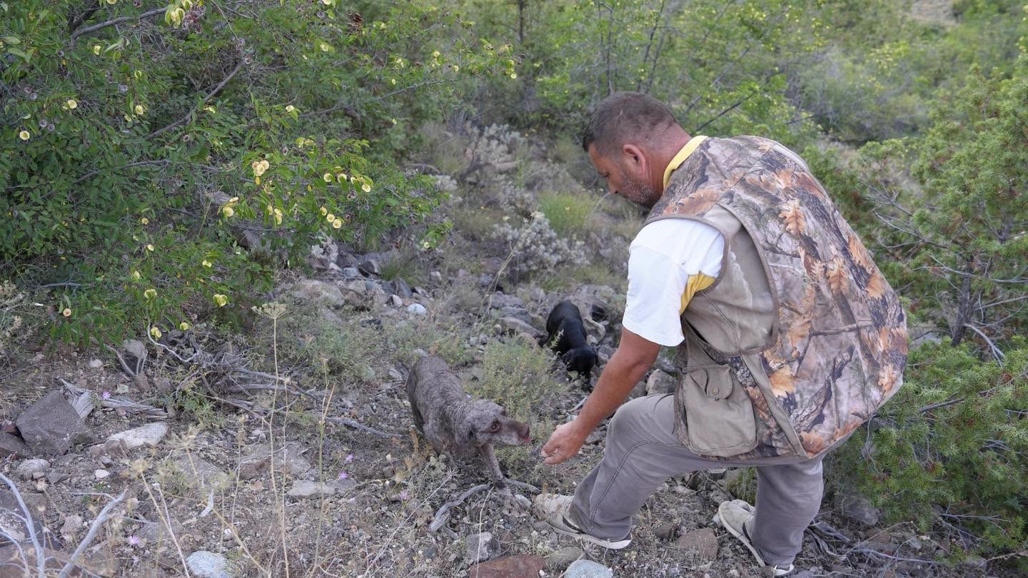 truf mantarinin izini egitimli kopekler surdu 0 CgQcLNlM