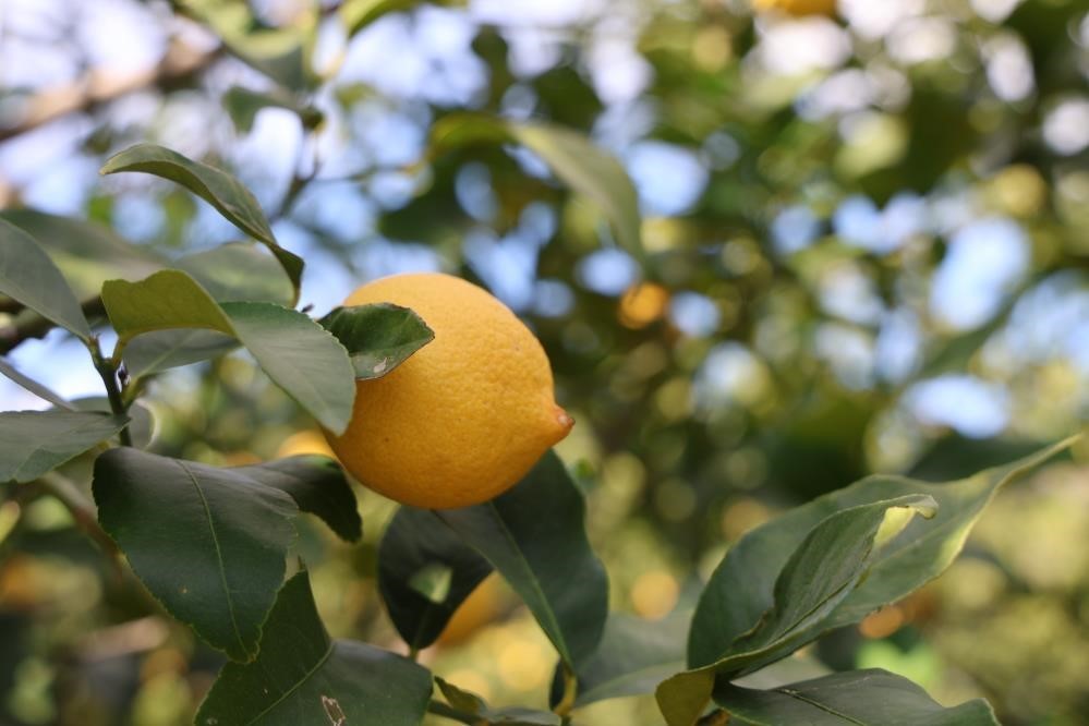 tuike gore limonda uretici fiyatlari yillik yuzde 410 yukseldi 1 L2grt7ez