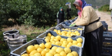 tuike-gore-limonda-uretici-fiyatlari-yillik-yuzde-410-yukseldi-NCDXOjA2.jpg