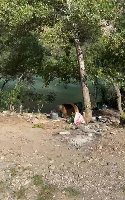 tuncelide bozayi piknikcilerin sofrasina misafir oldu 0 amKk5R4O