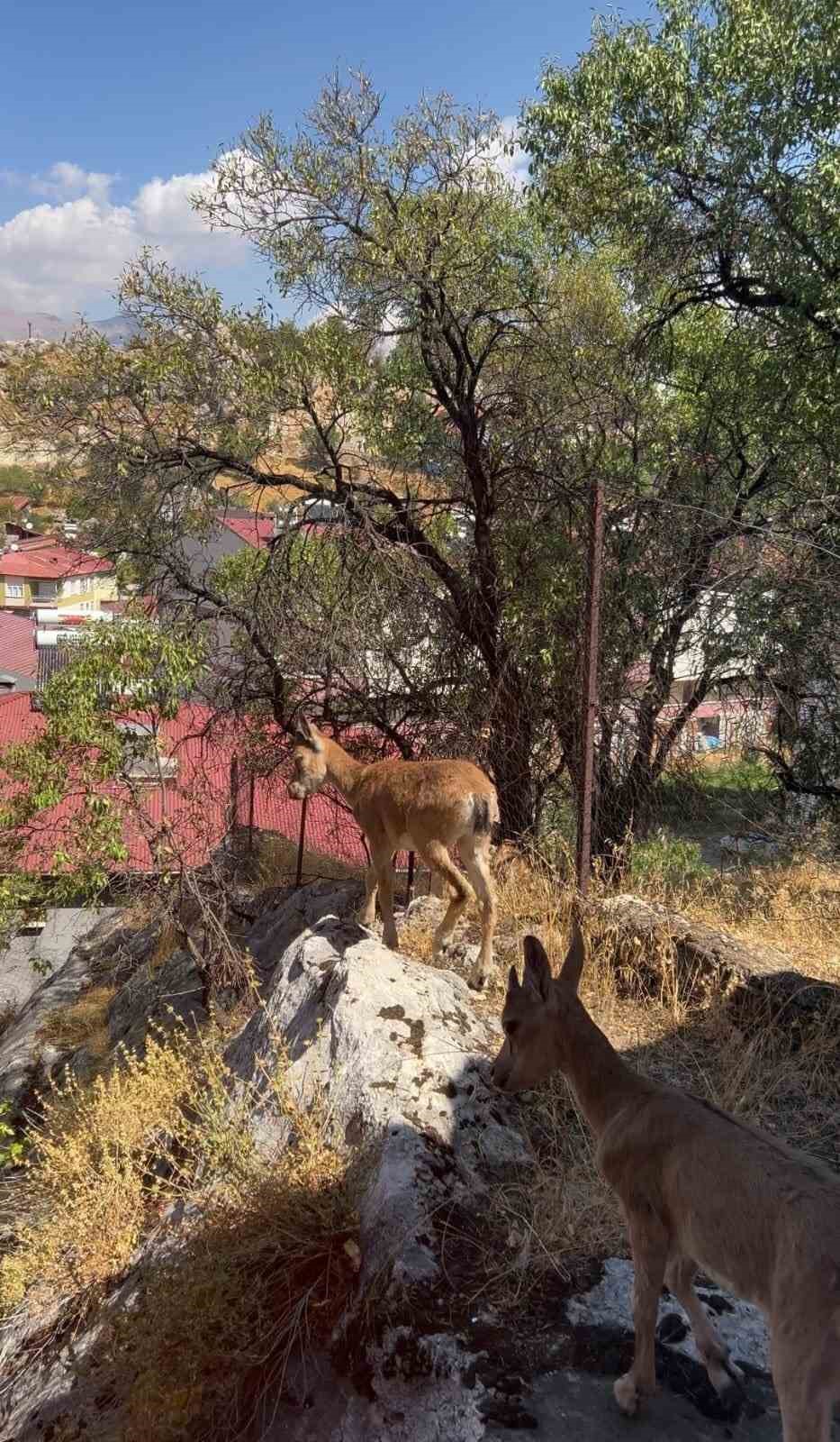 tuncelide dag kecileri yerlesim yerlerine kadar indi 2 LEFB3H4h