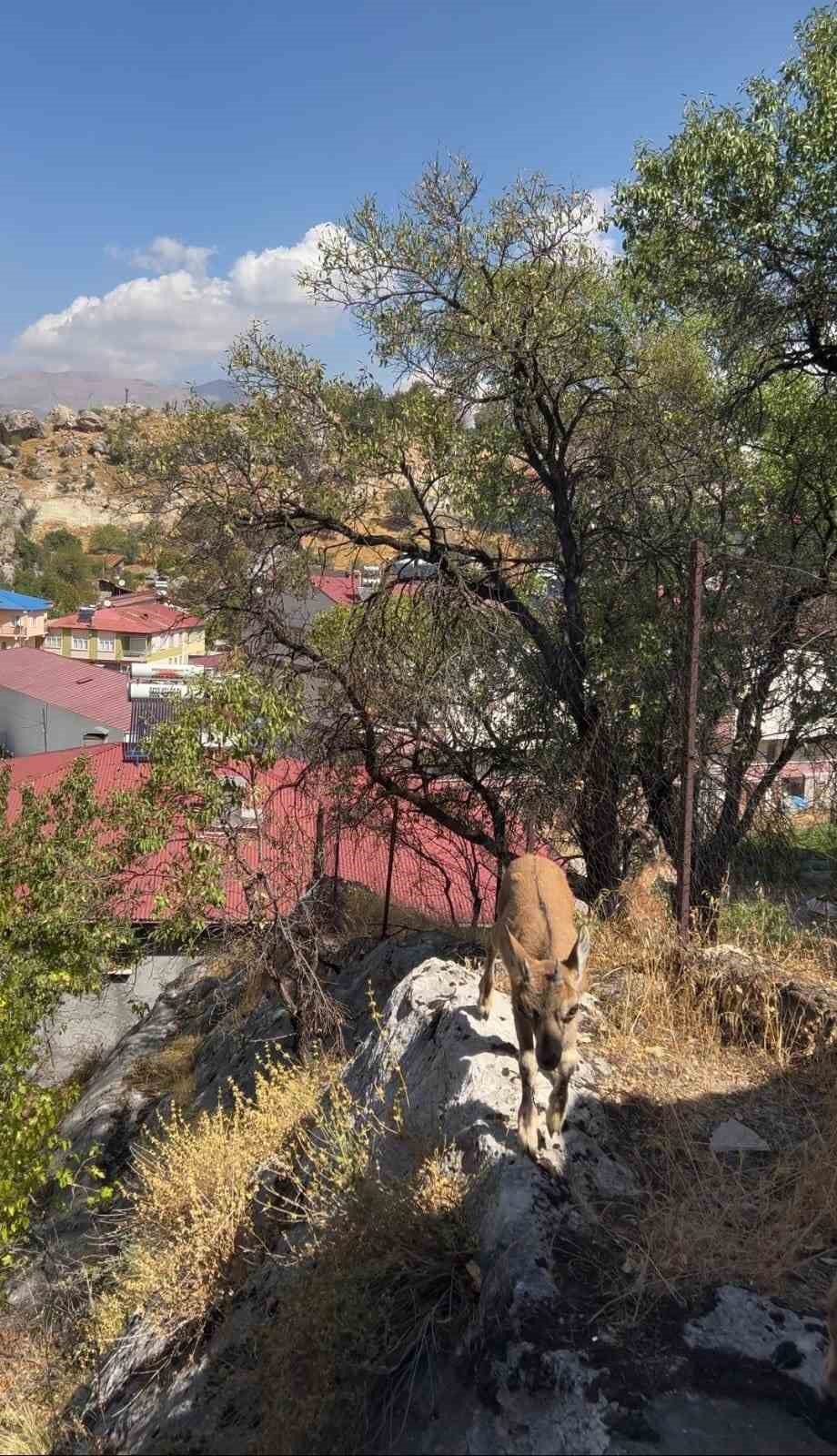tuncelide dag kecileri yerlesim yerlerine kadar indi 3 LGUu11T3