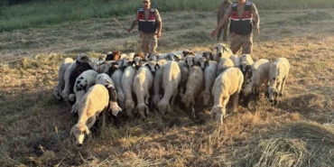 tuncelide-kayip-kucukbas-hayvanlar-dron-destegiyle-bulundu-4qSdMBdF.jpg