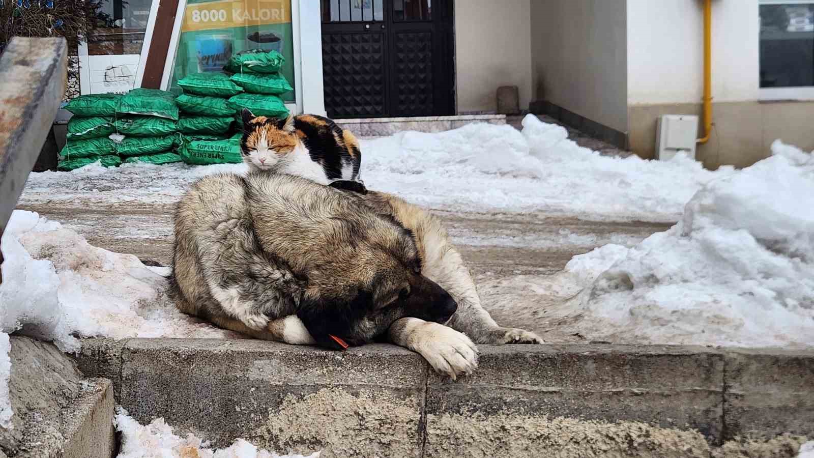 tuncelide kedi ile kopegin dostlugu icleri isitti 0 cERdk9BH